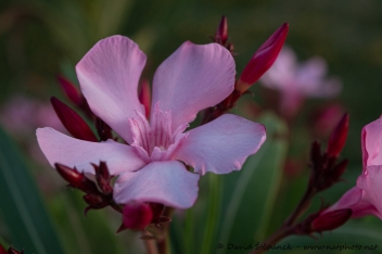 oleandr obecný (Nerium oleander)