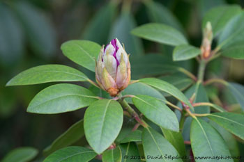 pěnišník (Rhododendron)