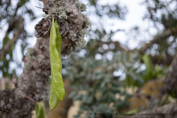 rohovník obecný (Ceratonia siliqua)