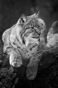 rys karpatský (Lynx lynx carpaticus)