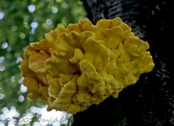 sírovec žlutooranžový (Laetiporus...