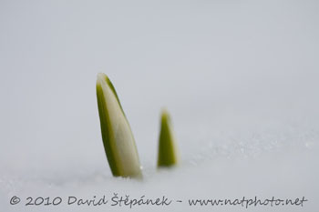 Sněženka podsněžník (Galanthus nivalis)