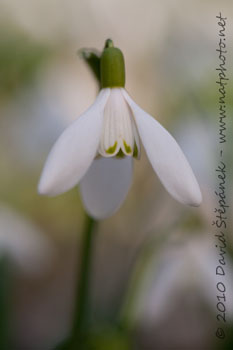 Sněženka podsněžník (Galanthus nivalis)