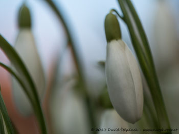 sněženka podsněžník (Galanthus nivalis)