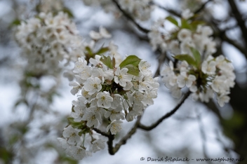 třešeň ptačí (Prunus avium)